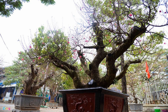 Cây đào thế “long phụng sum vầy” có giá thuê 40 triệu đồng. Khách hàng chủ yếu là các công ty, cơ quan và có thể “chơi” đào cả tháng Tết.