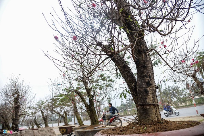 Chủ hàng đào Nguyễn Văn Quỳnh (Phú Thượng, Hà Nội) chia sẻ: “Chưa thực sự vào mùa nên tôi mới chỉ bày bán những gốc có giá cao nhất là 15 triệu đồng. Những cây quý hơn khách quen hàng năm đã đặt từ sớm”.