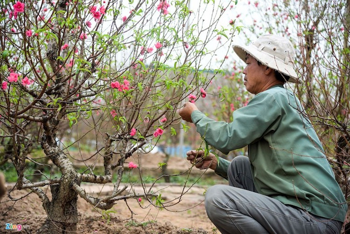 Anh Hồng - chủ một vườn đào 2.000 gốc ở làng hoa nổi tiếng Hà thành, cho biết năm nay có nhiều đào thế độc lạ nên được người mua và thuê đặt từ sớm. Giá thuê mỗi gốc đào 10-15 triệu đồng, nếu khách muốn mua đứt thì phải thêm 5-7 triệu đồng.