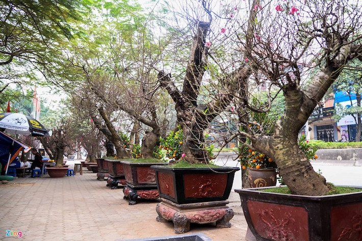 Đến 15 tháng Chạp mới vào mùa tất bật việc bán hoa đào nhưng những ngày gần đây, trên đường Lạc Long Quân, Võ Chí Công, hàng chục cửa hàng, nhà vườn đã bày khắp con phố thu hút khách ghé xem.