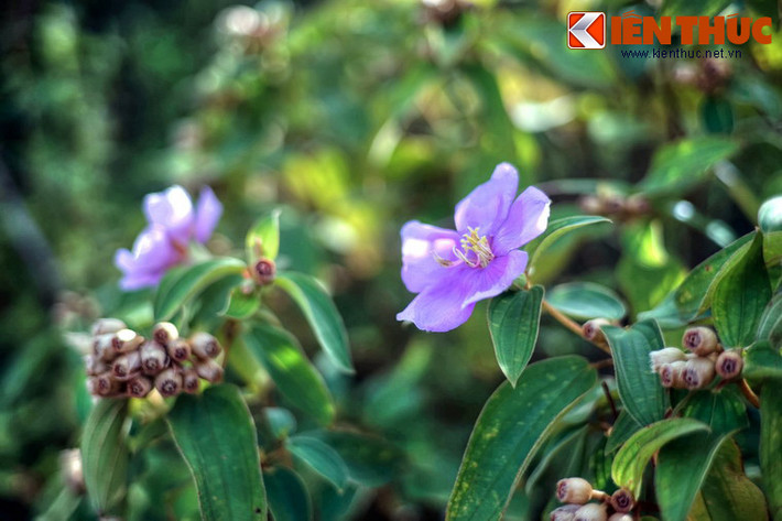 Hình ảnh con đèo này đã đi vào nhiều tuyệt phẩm thơ cổ của Lê Thánh Tông, Nguyễn Thiếp, Vũ Tông Phan, Ngô Thì Nhậm, Nguyễn Du, vua Thiệu Trị, Nguyễn Hàm Ninh, Bà huyện Thanh Quan, Nguyễn Phúc Miên Thẩm, Nguyễn Văn Siêu, Cao Bá Quát...