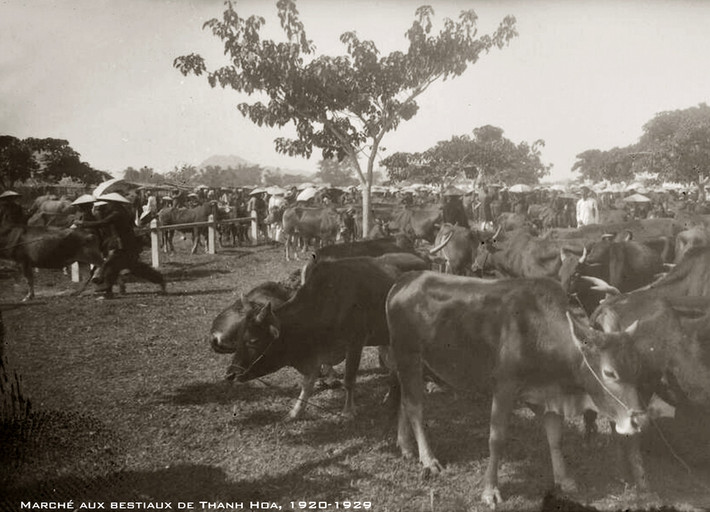 Chợ gia súc ở Thanh Hóa thập niên 1920. Ảnh tư liệu.