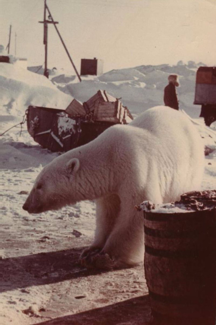 Chukchi là bán đảo nằm ở cực Đông Liên Xô, sát với bang Alaska của Mỹ. Dân cư ở đây rất thưa thớt, và số lượng gấu trắng Bắc Cực còn có phần đông hơn con người. Ảnh: Vintag.es.