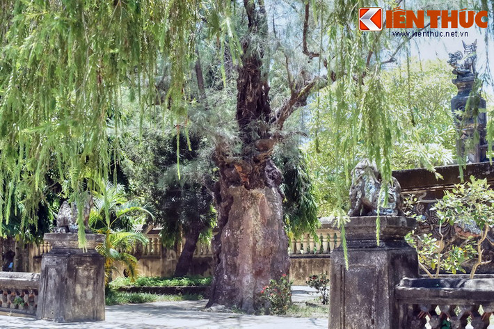 Cây sinh trưởng tốt nhất trên đất cát mới bồi tụ ven biển và đồng bằng, sống được trên đất cát nghèo nên được trồng nhiều ở các vùng đất cát ven biển Việt Nam để chắn gió.