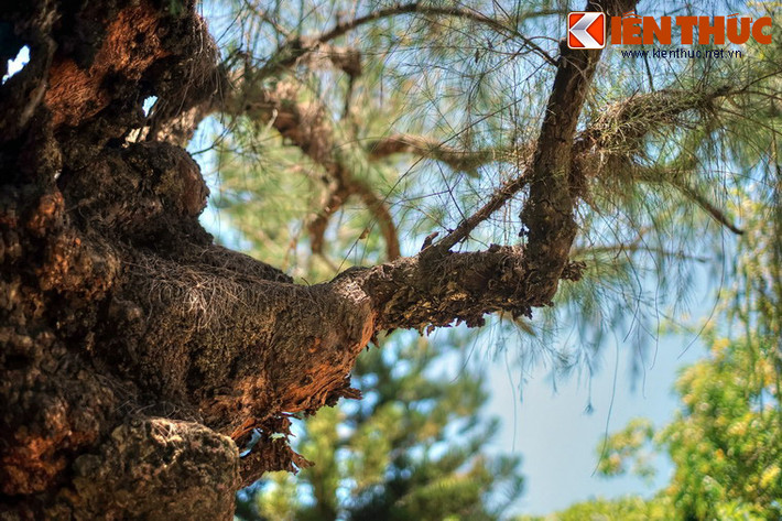 Theo phân loại khoa học, phi lao có pháp danh Casuarina equisetifolia, là một loài thực vật có hoa trong họ Casuarinaceae.
