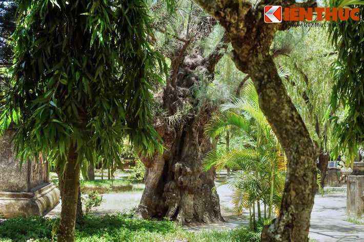 Phi lao có thể sống thọ hàng trăm năm, nhưng để đạt đến kích cỡ "khủng" như cây phi lao chùa Thập Tháp là rất hiếm.