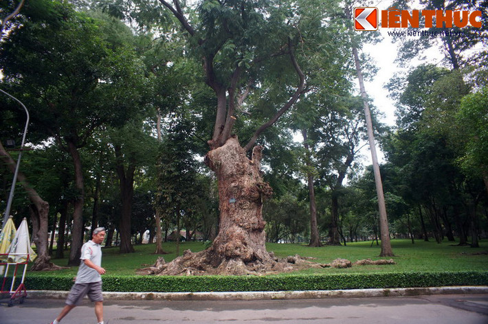 Trong khuôn viên Dinh Độc Lập ở TP HCM có một cây cổ thụ rất lạ lùng mà sự hiện diện của nó không được nhiều người chú ý.
