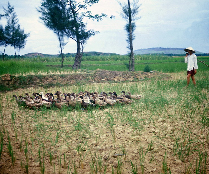 Người nông dân lùa vịt qua cánh đồng.