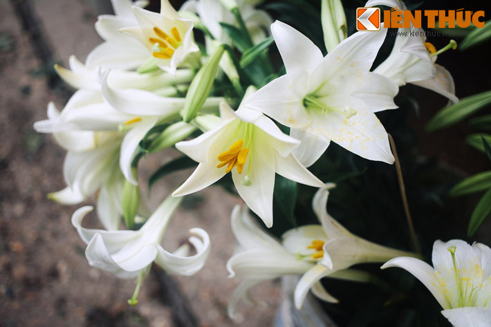 Từ nơi đó, một loài hoa trắng tinh khiết, thơm ngát mọc lên. Người ta gọi nó là hoa Lily - loài hoa tượng trưng cho tình yêu, lòng chung thuỷ và sự bao dung, cao thượng...