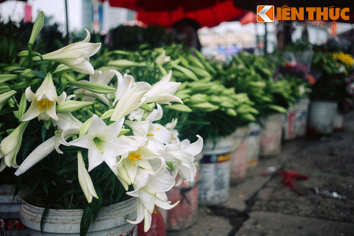 Lily van xin bọn cướp, kể với chúng về mối tình của mình và câu chuyện trái tim trong chiếc hộp... nhưng chúng chẳng hề động lòng. Chúng mang chiếc hộp về dâng cho thủ lĩnh và thi nhau giễu cợt chuyện người phụ nữ mang chiếc hộp đựng trái tim để trao lại cho người yêu.