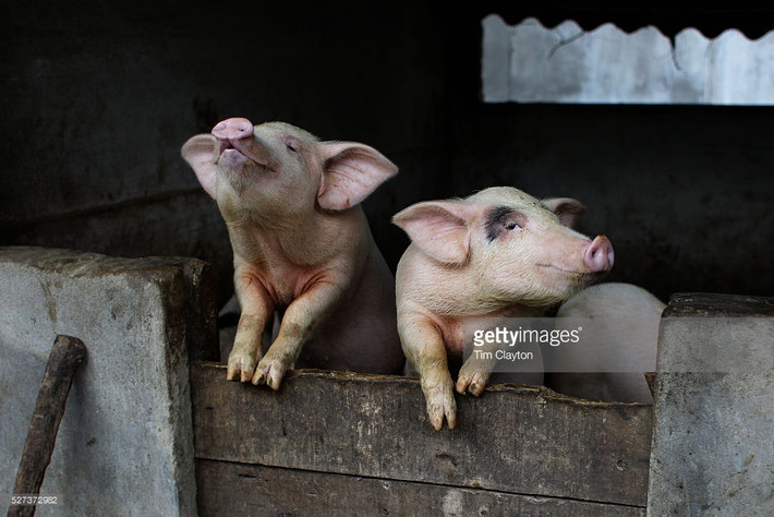 Những chú lợn "chào đón" du khách ở đảo Cát Bà, 2012. Ảnh: Tim Clayton/ Getty.