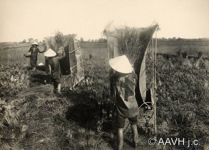 Những người nông dân trên cánh đồng gần Chợ Lớn. Ảnh: Aavh.org.