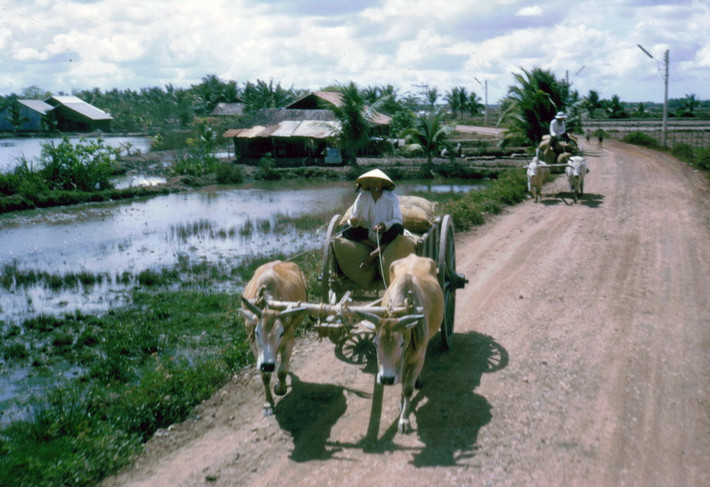 Người dân chở nông sản bằng xe bò trên đường làng.