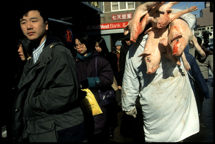 Một người đàn ông vận chuyển lợn sữa đến một nhà hàng Trung Hoa ở khu Chinatown New York. Ảnh: Chien-Chi Chang/ Magnum Photos.