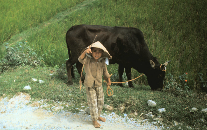 Em bé chăn bò. Ảnh: Arty611.smugmug.com.