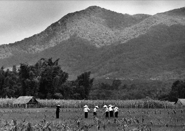 Những người nông dân trên thửa ruộng ở miền Trung.