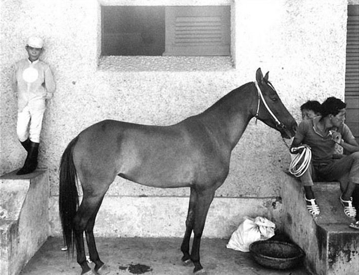 Các nài ngựa và chú ngựa ở trường đua Phú Thọ, Sài Gòn 1966.
