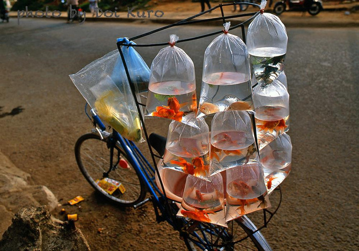 Những chú cá trong túi, 1997.