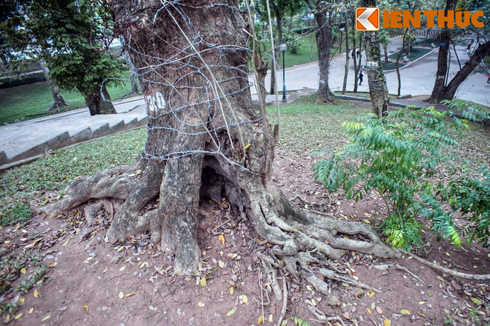 Hiện tại, các cây sưa đỏ ở nơi đây được bảo vệ bằng các vòng dây kẽm gai dưới sự theo dõi chặt chẽ của nhân viên Vườn bách thảo.