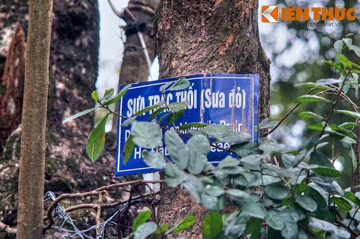 Ngày nay, hàng chục cây sưa đỏ vẫn tồn tại trên núi Nùng, trở thành loài cây đặc trưng của ngọn núi nhân tạo này.