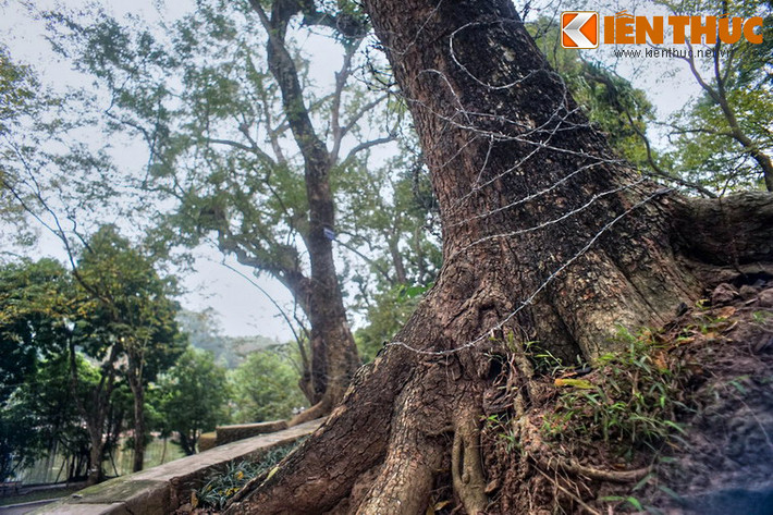 Loại gỗ này chủ yếu được xuất sang Trung Quốc để làm đồ thờ cao cấp.