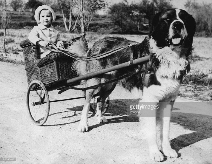 Chú chó giống Saint Bernard kéo xe chở một em bé ở Mỹ năm 1935. Ảnh: Getty.
