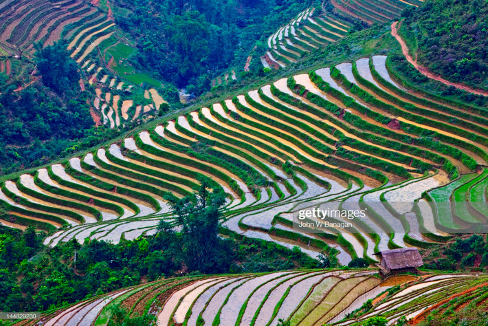 Những thửa ruộng bậc thang trăm tuổi ở Sa Pa. Ảnh: John Banagan/ Getty.