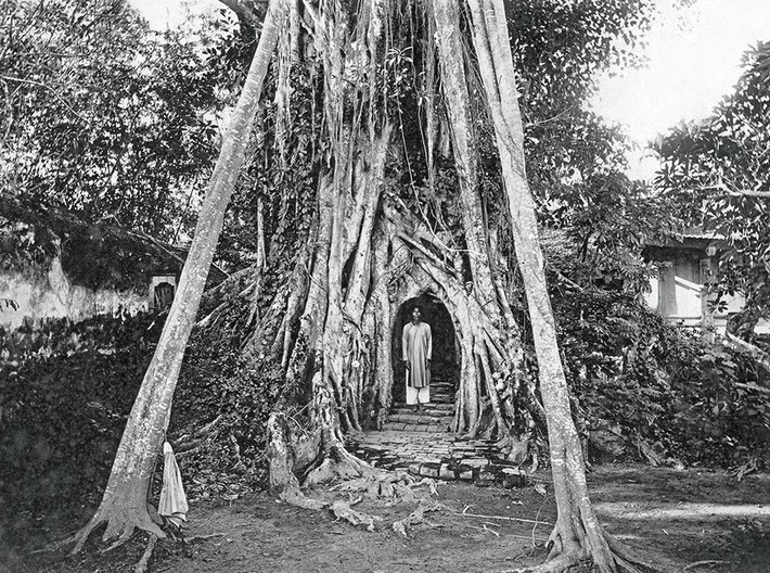 Cây đa thiêng ở Cổ Loa, tỉnh Phúc Yên cũ năm 1924.