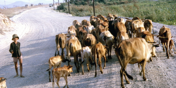 Cậu bé chăn bò trên con đường ngoại ô Vũng Tàu năm 1968.