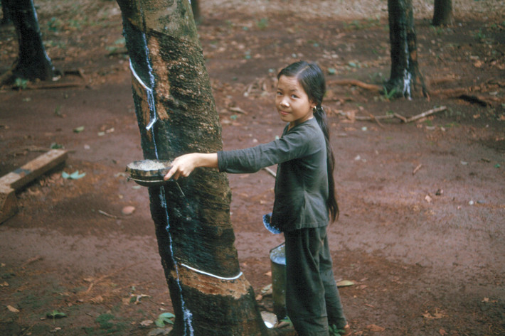 Em bé cạo mủ cao su ở Bình Long.