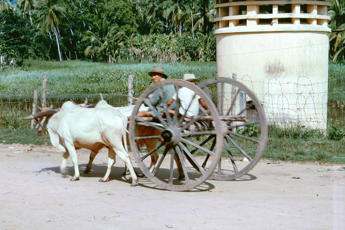 Người nông dân di chuyển bằng xe bò kéo.