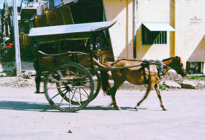 Xe ngựa chở khách ở thị xã.
