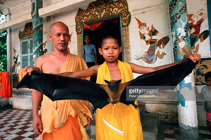 Chú tiểu người Khmer cầm trên tay một con dơi lớn tại chùa Dơi, Sóc Trang năm 1993.