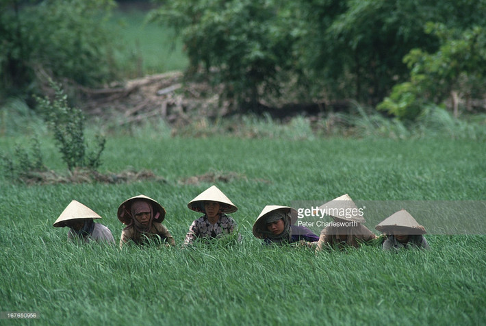 Những người nông dân ở Tam Nông, Đồng Tháp 1993.