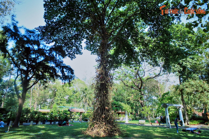 Là loài cây thân gỗ thuộc họ Lộc vừng (Lecythidaceae), cây đầu lân có thể đạt đến chiều cao 30-35 mét khi trưởng thành.