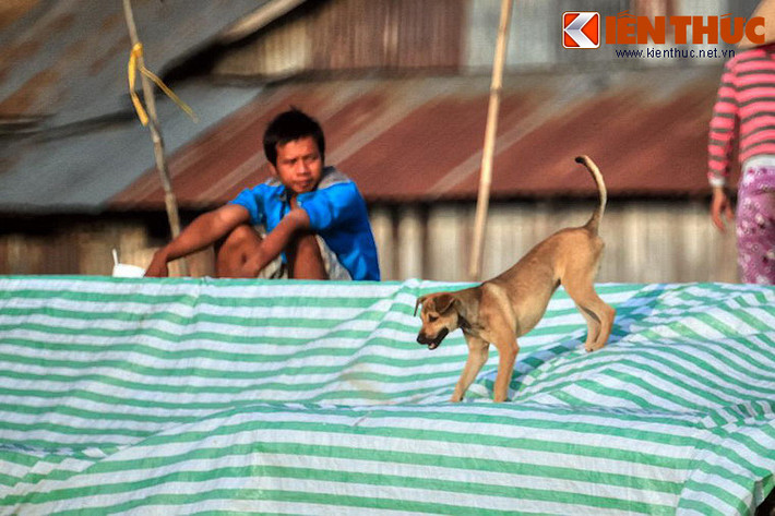Những chú chó trên sông nước hầu hết là giống chó ta, vì chúng có giá thành rẻ, lại có sức chịu đựng dẻo dai, thích hợp với cuộc sống trôi nổi nay đây mai đó cùng các con thuyền.