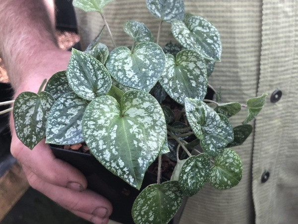 Asarum caudigerellum. Nguồn gốc: Việt Nam và Trung Quốc. Thuộc họ: Mộc hương nam (Aristolochiaceae). Giá bán: 20 USD / chậu.