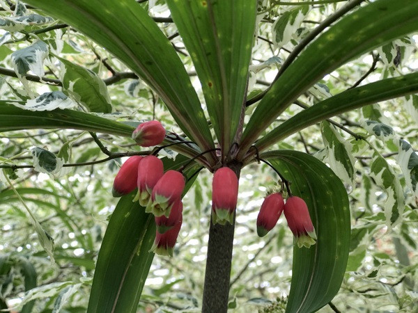 Polygonatum vietnamicum. Nguồn gốc: Việt Nam. Thuộc họ: Măng tây (Asparagaceae). Giá bán: 25 USD / chậu. Ảnh: Far Reaches Farm.