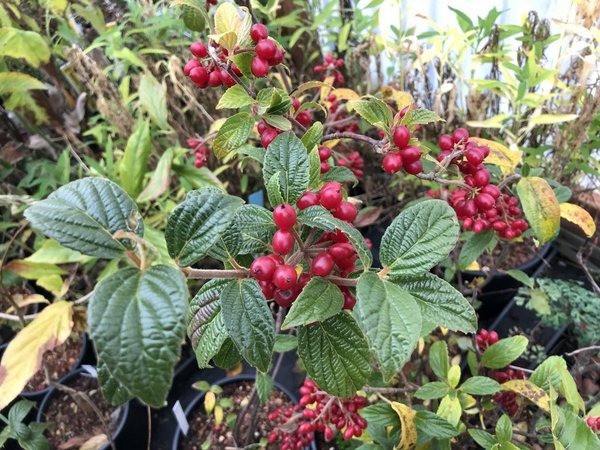 Viburnum hoanglienense. Nguồn gốc: Dãy núi Hoàng Liên Sơn, Việt Nam. Thuộc họ: Ngũ phúc hoa (Adoxaceae). Giá bán: 18 USD / chậu.