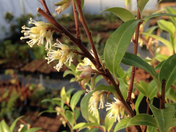 Sarcococca bleddynii. Nguồn gốc: Dãy núi Hoàng Liên Sơn, Việt Nam. Thuộc họ: Hoàng dương (Buxaceae). Giá bán: 25 USD / chậu.