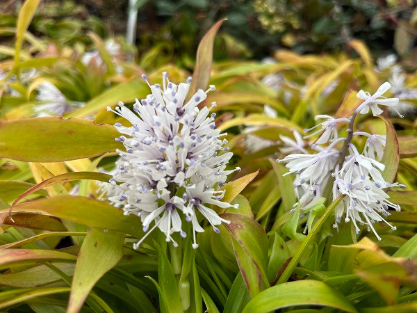 Chi Ypsilandra. Nguồn gốc: Việt Nam. Thuộc họ: Hắc dược hoa (Melanthiaceae). Giá bán: 20 USD / chậu.
