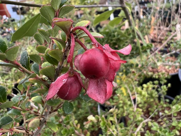 Agapetes rubrobracteata. Nguồn gốc: Việt Nam. Thuộc họ: Âu thạch nam (Ericaceae). Giá bán: 28 USD / chậu.