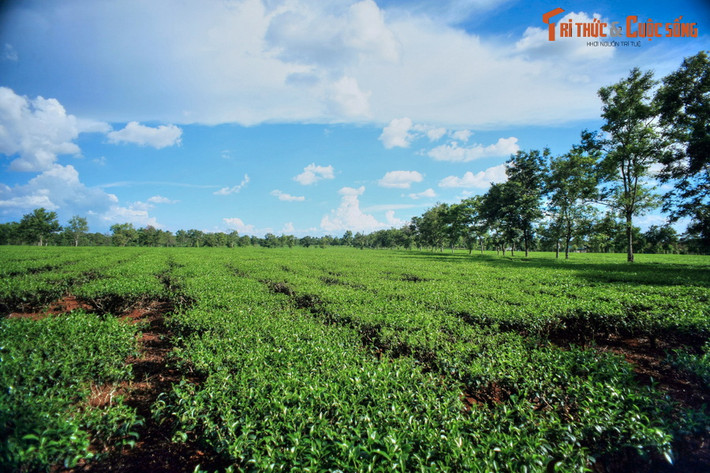 Đường từ chùa Bửu Minh ra Quốc lộ 14 dài khoảng 4 km. Trên quãng đường ngắn này, một khung cảnh tuyệt đẹp hiện ra: Những đồng chè mênh mông, trải dài đến ngút tầm mắt. Đây chính là vùng trồng chè Biển Hồ trứ danh của Gia Lai.