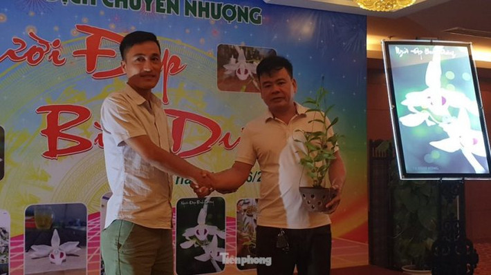 Ông Đặng Quang Thành, Phó Chủ tịch Hội hoa lan Thái Bình cho biết, việc đặt tên của các bông hoa phi điệp đột biến thường do các cá nhân phát hiện, sở hữu đặt tên riêng để phân biệt sự khác nhau cho kết cấu bông hoa và màu sắc của nó. Ảnh: VOV