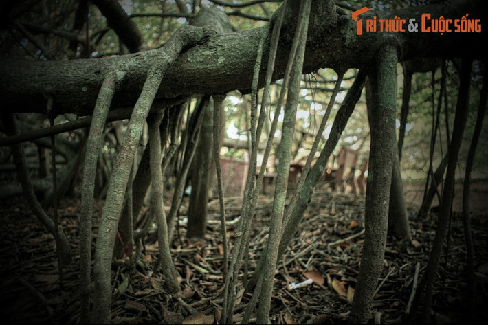 Nghe lời ông Bảy, người dân đã trồng lại cây gừa. Kỳ lạ thay, dịch bệnh tai ương trong làng từ đó cũng biến mất. Về sau, con cháu dòng họ lớn nhất trong làng đã lập một ngôi miếu thờ Bà Thượng Động Cố Hỉ bên gốc gừa.