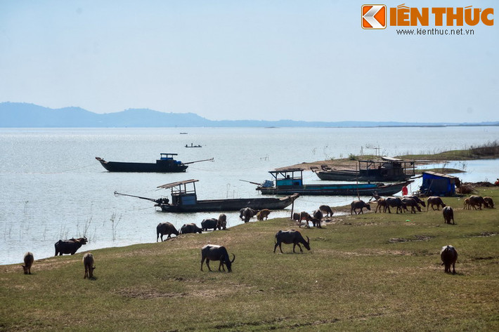 Nghề chăn trâu khá vất vả, vì người chăn thường phải sống kiểu “màn trời chiếu đất”, quanh năm bám lấy lòng hồ. Bù lại, khoản thu nhập đủ để một gia đình có hai con nhỏ được ăn học đầy đủ....