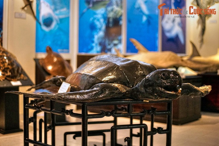 6. Viện Hải dương học. Tọa lạc tại số 1 đường Cầu Đá, Viện Hải dương học Nha Trang là một viện nghiên cứu đời sống động thực vật hải dương lớn nhất của Việt Nam. Bên cạnh hoạt động nghiên cứu, đây còn là một bảo tàng lưu trữ hiện vật biển lớn bậc nhất Đông Nam Á.