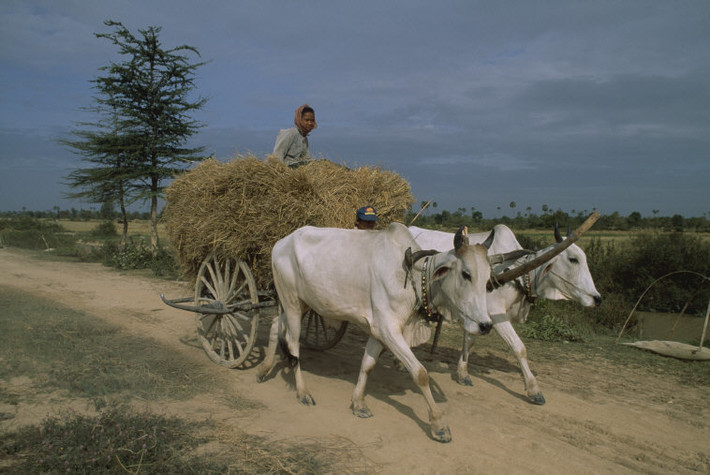 Chở rơm rạ về làng bằng xe bò, Campuchia thập niên 1990. Ảnh: Hiroji Kubota/ Magnum Photos.