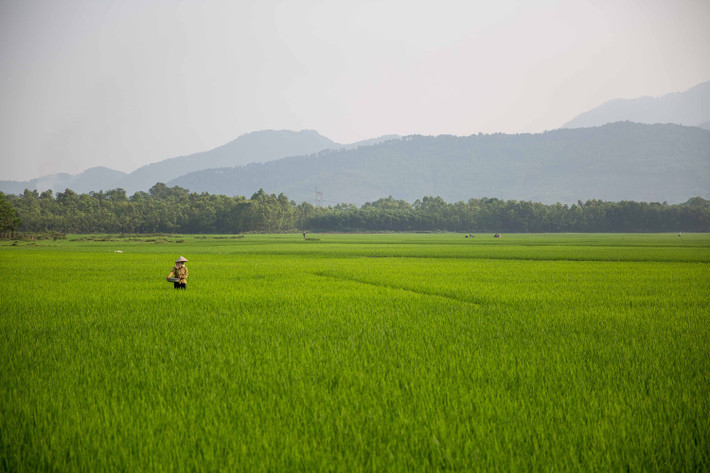 Ruộng lúa bát ngàn gần thành phố Vinh, Nghệ An. Ảnh: Mathieu Arnaudet - 500px.com.
