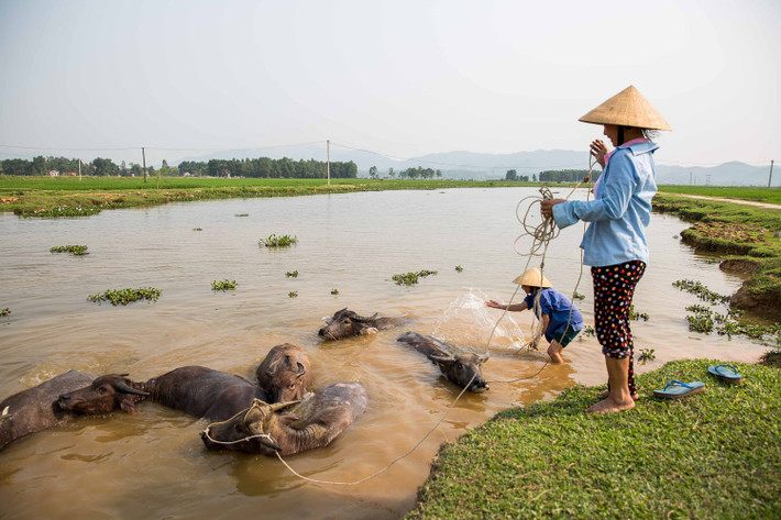 Những người nông dân tắm cho đàn trâu ở gần Vinh. Ảnh: Mathieu Arnaudet - 500px.com.